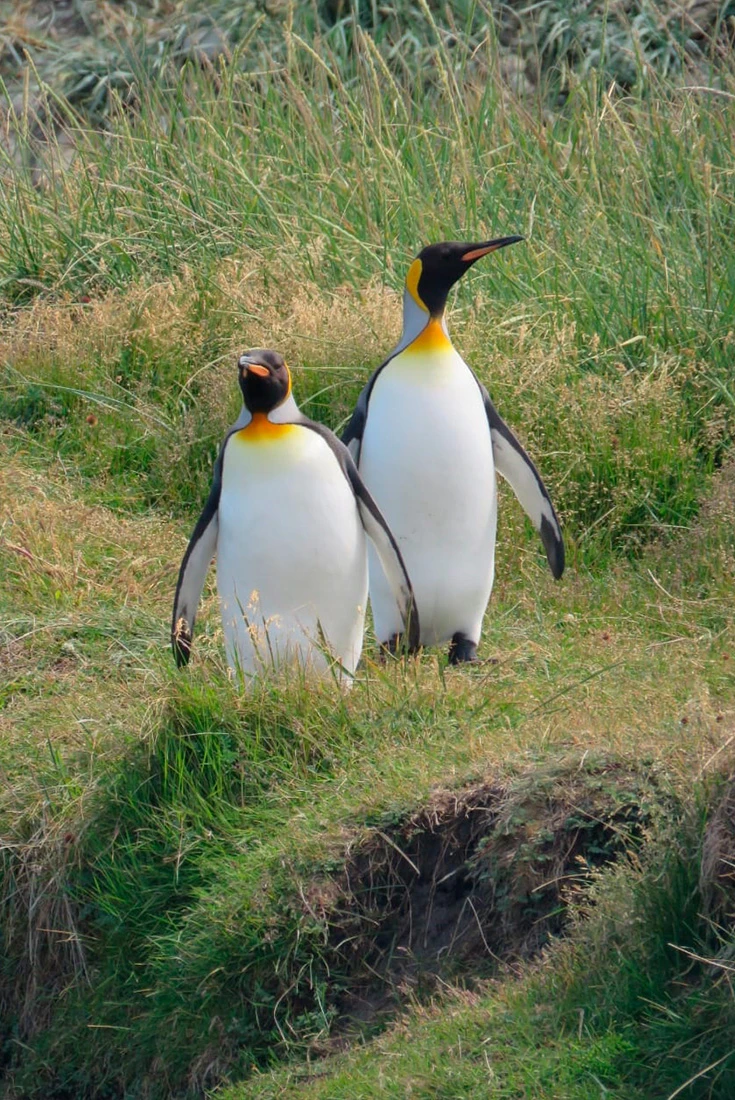 Reserva Natural Pingüino Rey